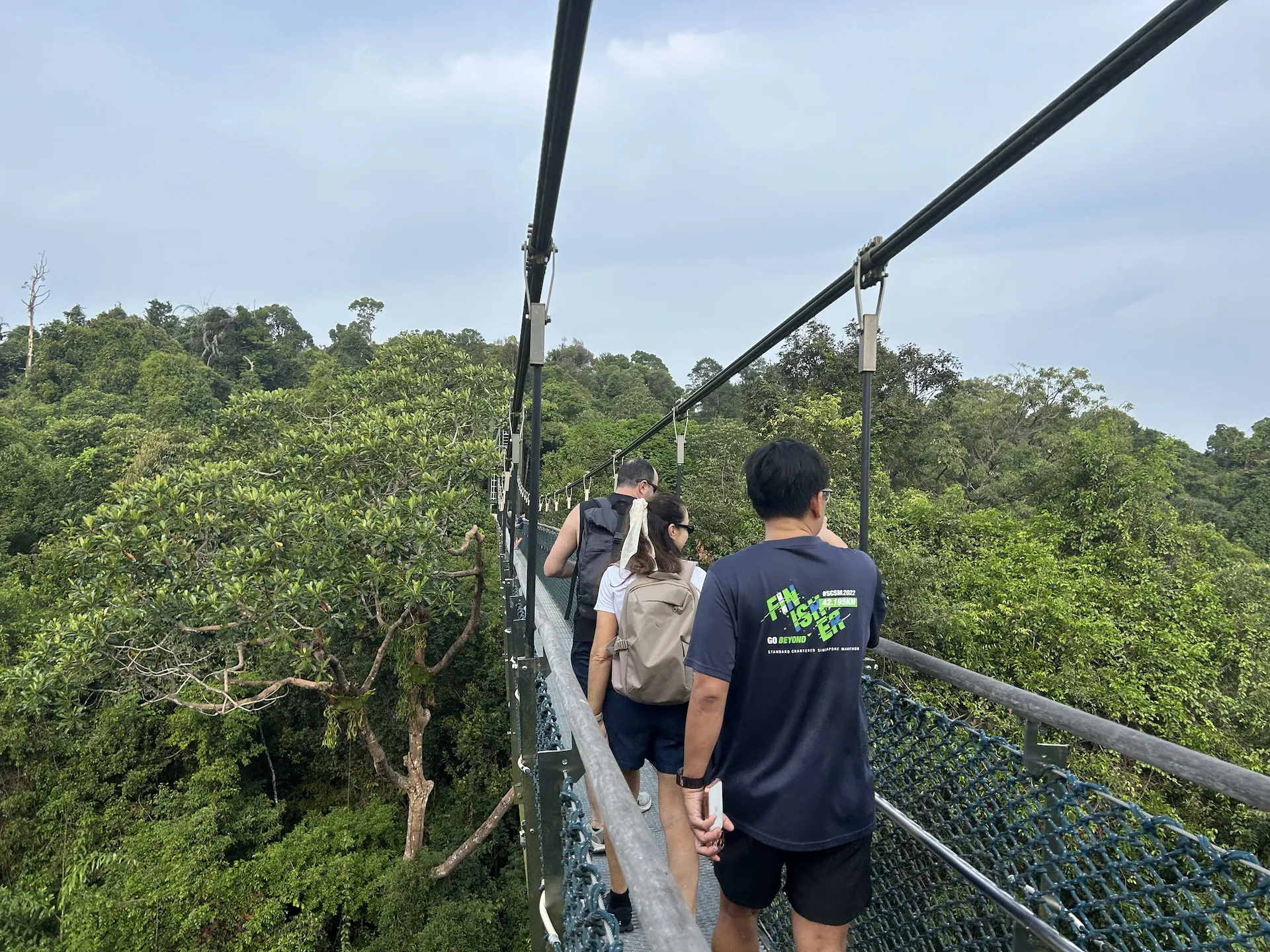 Explore Central Life: MacRitchie Treetop Walk